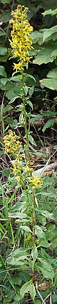 Solidago virgaurea \ Gewhnliche Goldrute, Echte Goldrute / Goldenrod, D Schriesheim-Altenbach 28.9.2006
