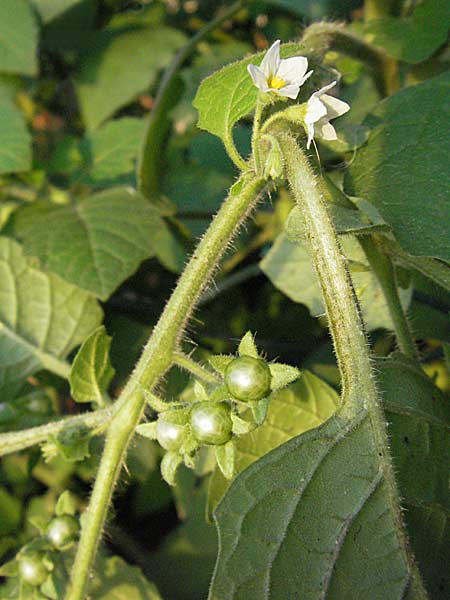 Solanum nitidibaccatum \ Argentinischer Nachtschatten, Glanzfrchtiger Nachtschatten / Ground-Cherry Nightshade, Hairy Nightshade, D Mannheim 9.10.2006