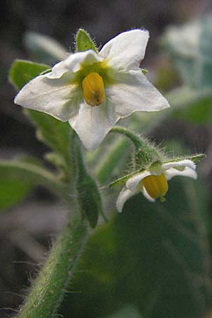Solanum nitidibaccatum \ Argentinischer Nachtschatten, Glanzfrchtiger Nachtschatten / Ground-Cherry Nightshade, Hairy Nightshade, D Mannheim 9.10.2006