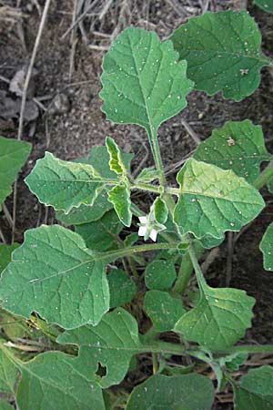 Solanum nitidibaccatum \ Argentinischer Nachtschatten, Glanzfrchtiger Nachtschatten / Ground-Cherry Nightshade, Hairy Nightshade, D Mannheim 9.10.2006