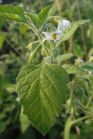 Solanum nitidibaccatum \ Argentinischer Nachtschatten, Glanzfrchtiger Nachtschatten / Ground-Cherry Nightshade, Hairy Nightshade, D Mannheim 9.10.2006