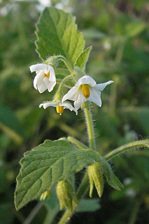 Solanum nitidibaccatum \ Argentinischer Nachtschatten, Glanzfrchtiger Nachtschatten / Ground-Cherry Nightshade, Hairy Nightshade, D Mannheim 9.10.2006