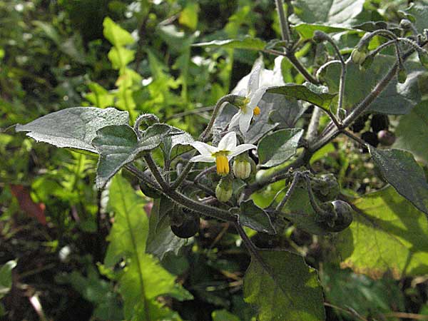 Solanum nigrum subsp. schultesii \ Schultes' Nachtschatten, Tuschender Nachtschatten / Schultes's Nightshade, D Weinheim an der Bergstraße 21.10.2006