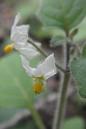 Solanum villosum \ Gelbfrchtiger Nachtschatten / Wooly Nightshade, D Heidelberg 22.10.2006