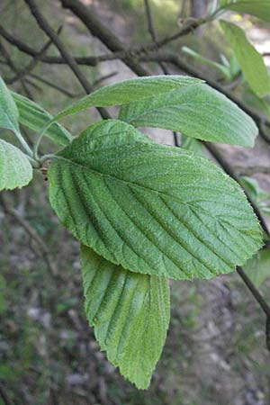 Sorbus aria \ Echte Mehlbeere / Whitebeam, D Karlstadt 30.4.2007