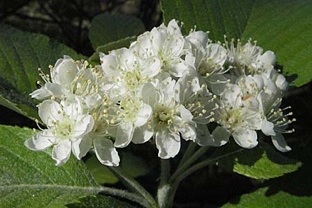 Sorbus aria \ Echte Mehlbeere / Whitebeam, D Karlstadt 30.4.2007