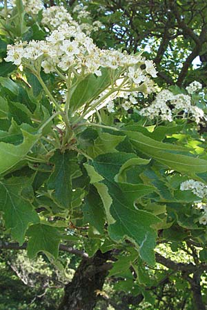 Sorbus torminalis \ Elsbeere / Wild Service Tree, D Karlstadt 30.4.2007