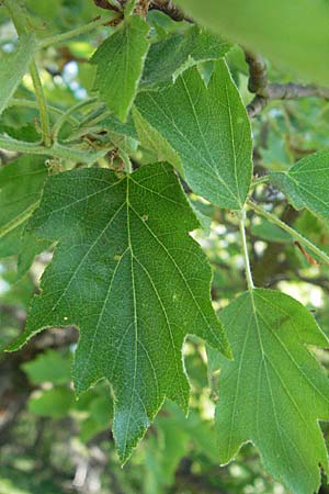 Sorbus torminalis \ Elsbeere / Wild Service Tree, D Karlstadt 30.4.2007