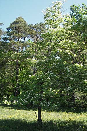 Sorbus torminalis \ Elsbeere / Wild Service Tree, D Karlstadt 30.4.2007