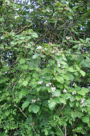 Sorbus latifolia s.l. \ Breitblttrige Mehlbeere / Broad-Leaved European Mountain-Ash, D Weinheim an der Bergstraße 4.5.2008