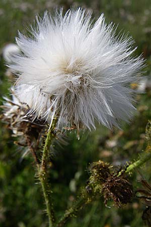 Sonchus arvensis \ Acker-Gnsedistel / Perennial Sow-Thistle, Common Field Sow-Thistle, D Leimersheim 10.7.2008
