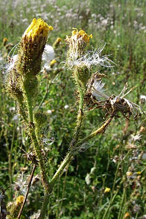Sonchus arvensis \ Acker-Gnsedistel / Perennial Sow-Thistle, Common Field Sow-Thistle, D Leimersheim 10.7.2008