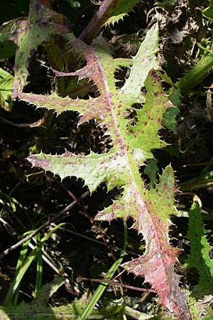Sonchus arvensis \ Acker-Gnsedistel / Perennial Sow-Thistle, Common Field Sow-Thistle, D Leimersheim 10.7.2008