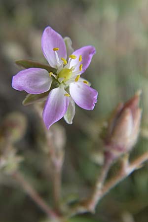 Spergularia media \ Flgelsamige Schuppenmiere / Greater Sea Spurrey, D Buggingen 12.7.2008