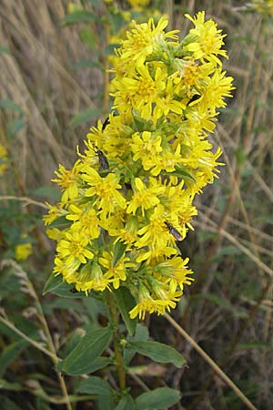 Solidago virgaurea \ Gewhnliche Goldrute, Echte Goldrute / Goldenrod, D Rheinhessen, Wonsheim 2.9.2008