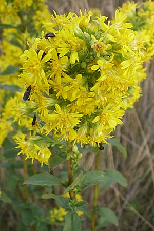 Solidago virgaurea \ Gewhnliche Goldrute, Echte Goldrute / Goldenrod, D Rheinhessen, Wonsheim 2.9.2008