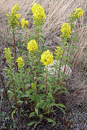 Solidago virgaurea \ Gewhnliche Goldrute, Echte Goldrute / Goldenrod, D Rheinhessen, Wonsheim 2.9.2008