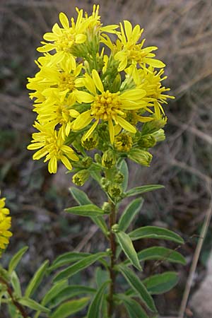 Solidago virgaurea \ Gewhnliche Goldrute, Echte Goldrute / Goldenrod, D Rheinhessen, Wonsheim 2.9.2008
