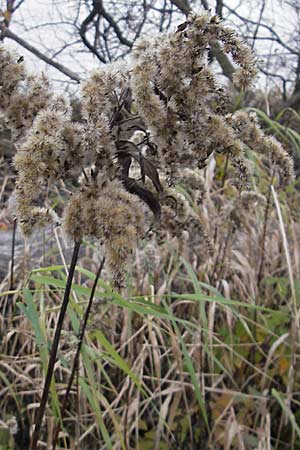Solidago gigantea \ Spte Goldrute / Giant Goldenrod, D Mannheim 23.11.2008