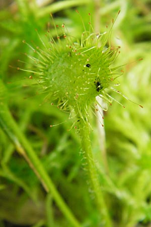 Drosera rotundifolia \ Rundblttriger Sonnentau / Round-Leaved Sundew, D Bad Dürkheim 19.7.2009