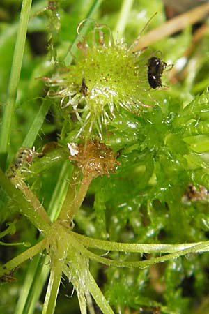 Drosera rotundifolia \ Rundblttriger Sonnentau / Round-Leaved Sundew, D Bad Dürkheim 19.7.2009
