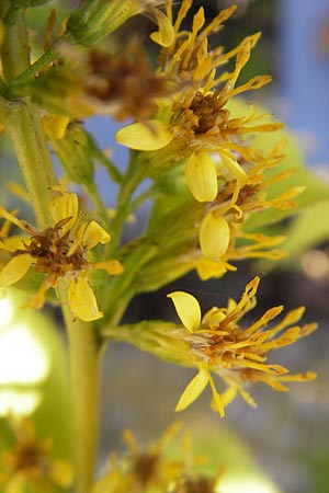Solidago macrophylla ? \ Groblttrige Goldrute, D Weinheim an der Bergstraße 8.9.2009