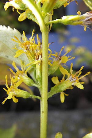 Solidago macrophylla ? \ Groblttrige Goldrute, D Weinheim an der Bergstraße 8.9.2009