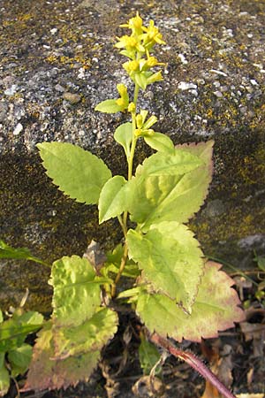 Solidago macrophylla ? \ Groblttrige Goldrute, D Weinheim an der Bergstraße 28.9.2009