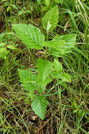 Sorbus moenofranconica \ Mainfr&auml;nkische Mehlbeere / Main-Franconian Whitebeam, D Marktheidenfeld 2.5.2014