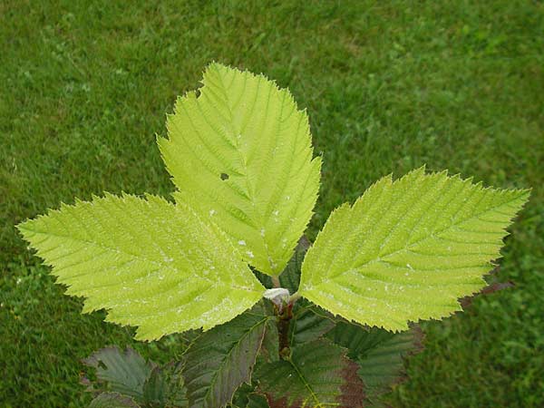 Sorbus perlonga \ Langbl&auml;ttrige Mehlbeere / Long-Leaved Whitebeam, D Botan. Gar.  Universit.  Regensburg 5.8.2011