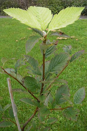Sorbus perlonga \ Langbl&auml;ttrige Mehlbeere / Long-Leaved Whitebeam, D Botan. Gar.  Universit.  Regensburg 5.8.2011