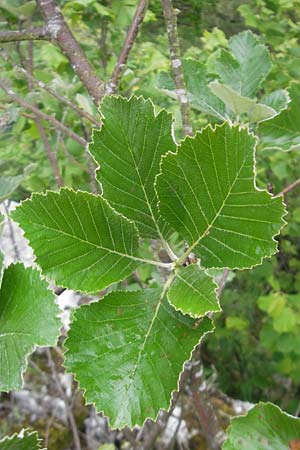 Sorbus meierottii \ Wellheimer Mehlbeere / Wellheim Whitebeam, D Wellheim im Urdonautal 6.6.2012