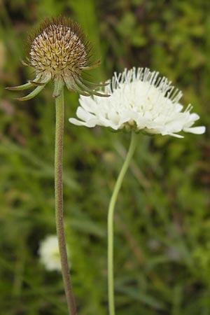 Scabiosa ochroleuca \ Gelbe Skabiose / Yellow Scabious, D Heidelberg 30.7.2012