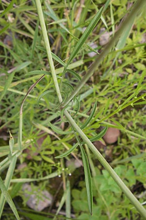 Scabiosa ochroleuca \ Gelbe Skabiose / Yellow Scabious, D Heidelberg 30.7.2012