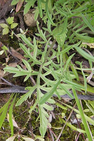Scabiosa ochroleuca \ Gelbe Skabiose / Yellow Scabious, D Heidelberg 30.7.2012