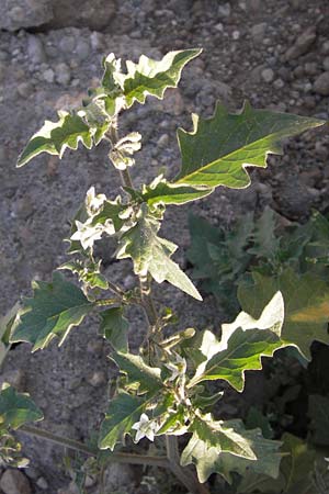 Solanum nigrum subsp. schultesii \ Schultes' Nachtschatten, Tuschender Nachtschatten / Schultes's Nightshade, D Mannheim 7.9.2012