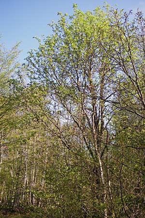 Sorbus x pinnatifida \ Bastard-Eberesche / Hybrid Whitebeam, D Thüringen, Arnstadt 8.5.2013
