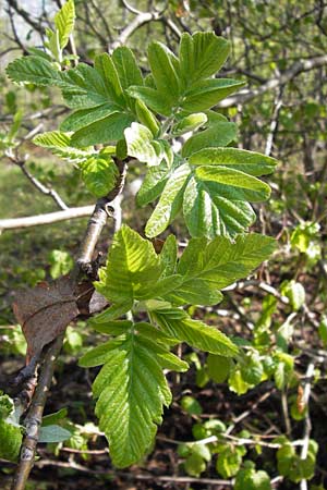 Sorbus x pinnatifida \ Bastard-Eberesche / Hybrid Whitebeam, D Thüringen, Arnstadt 8.5.2013