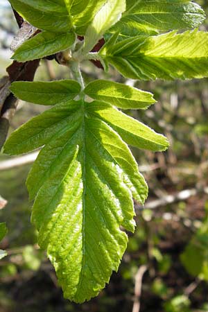 Sorbus x pinnatifida \ Bastard-Eberesche / Hybrid Whitebeam, D Thüringen, Arnstadt 8.5.2013