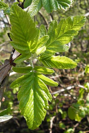 Sorbus x pinnatifida \ Bastard-Eberesche / Hybrid Whitebeam, D Thüringen, Arnstadt 8.5.2013
