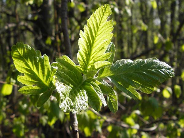 Sorbus x pinnatifida \ Bastard-Eberesche / Hybrid Whitebeam, D Thüringen, Arnstadt 8.5.2013