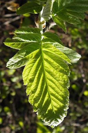 Sorbus x pinnatifida \ Bastard-Eberesche / Hybrid Whitebeam, D Thüringen, Arnstadt 8.5.2013