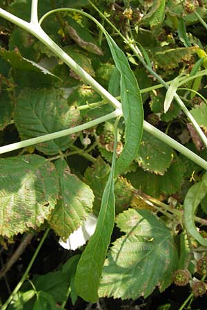 Brassica nigra \ Schwarzer Senf / Black Mustard, D Hanau 13.7.2013