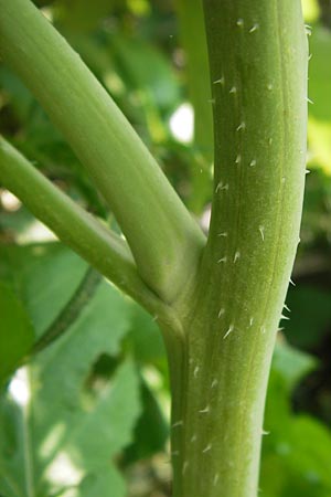 Brassica nigra \ Schwarzer Senf / Black Mustard, D Hanau 13.7.2013