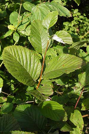 Sorbus collina \ Hgel-Mehlbeere / Hill Whitebeam, D Thüringen, Arnstadt 7.8.2013