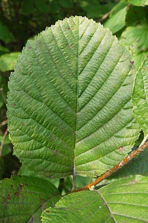 Sorbus collina \ Hgel-Mehlbeere / Hill Whitebeam, D Thüringen, Arnstadt 7.8.2013