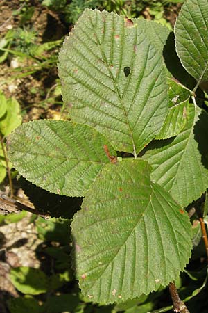 Sorbus collina \ Hgel-Mehlbeere / Hill Whitebeam, D Thüringen, Arnstadt 7.8.2013