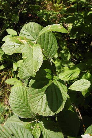 Sorbus collina \ Hgel-Mehlbeere / Hill Whitebeam, D Thüringen, Arnstadt 7.8.2013