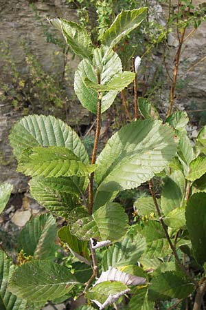 Sorbus collina \ Hgel-Mehlbeere / Hill Whitebeam, D Thüringen, Arnstadt 7.8.2013