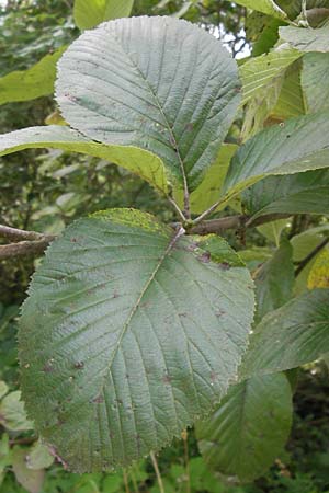 Sorbus collina \ Hgel-Mehlbeere / Hill Whitebeam, D Thüringen, Arnstadt 7.8.2013